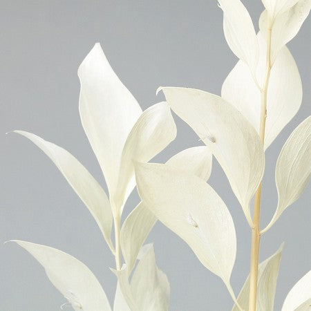 EARTH MATTERS 大地農園 - Ruscas Garden 拉斯卡斯花園(假葉木) - Gray 灰白