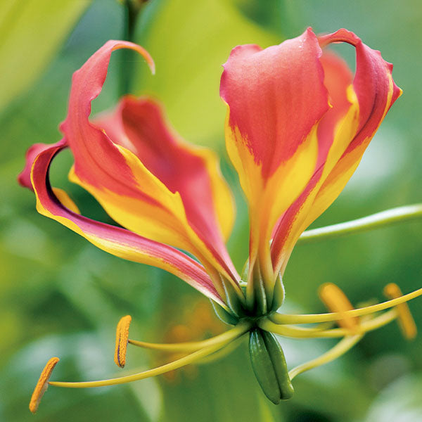 GCS - Honeysuckle Base honeysuckle base oil