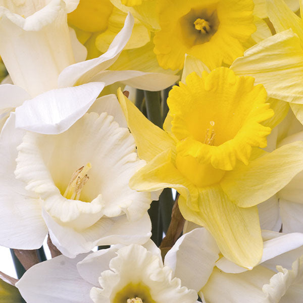 GCS - Narcissus Base narcissus base oil