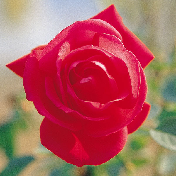 GCS - Damasc Rose Base Damasc Rose Base Oil