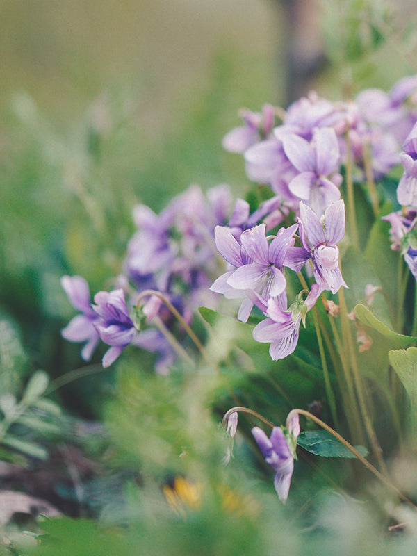 CW - Essential Oil 天然精油 (Pre-order 預訂) 1