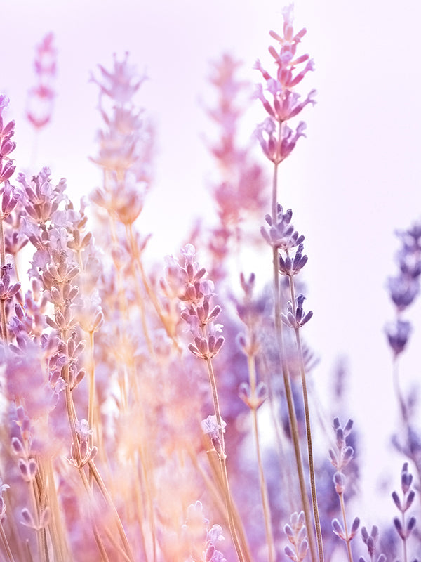 CW - LAVANDIN GROSS OIL (Essential Oil) 天然醒目薰衣草精油