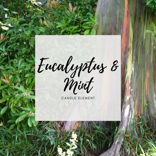 Eucalyptus & Mint 桉樹與薄荷