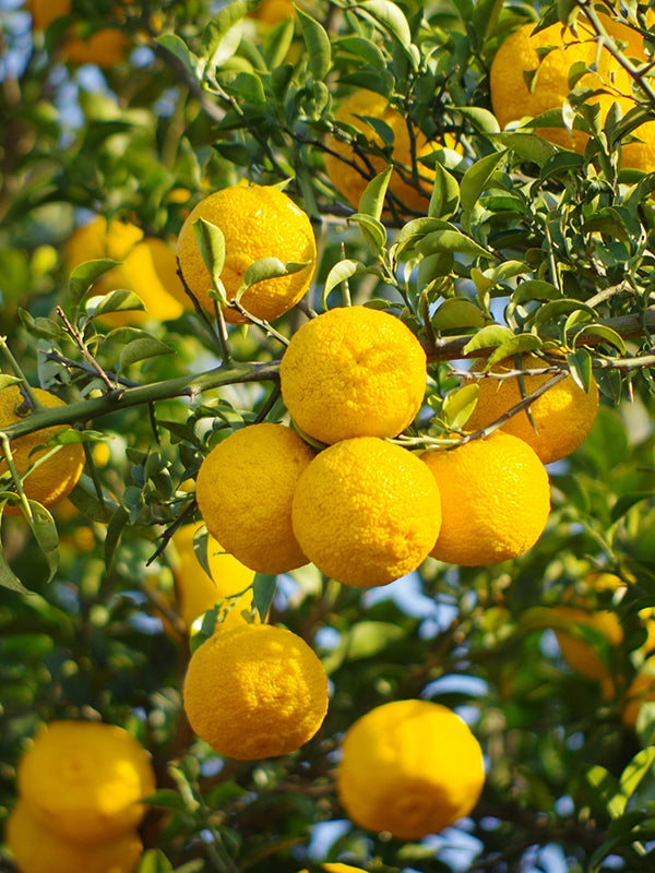 CW - Essential Oil 天然精油 (Pre-order 預訂) 2