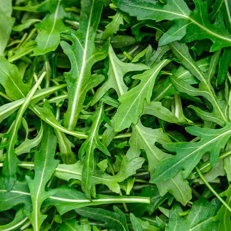 CS - Arugula Element 芝麻菜基底油