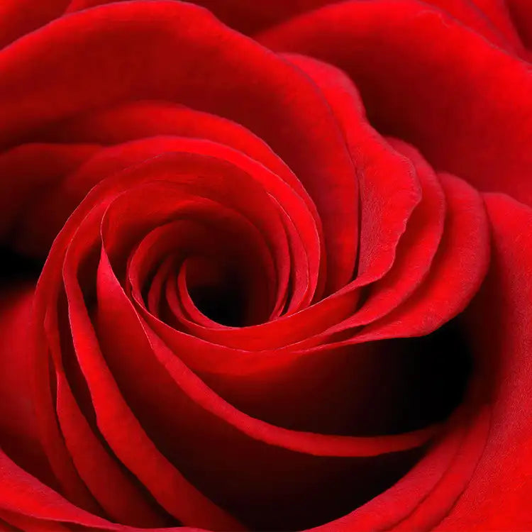 CS - Rose Element 玫瑰基底油