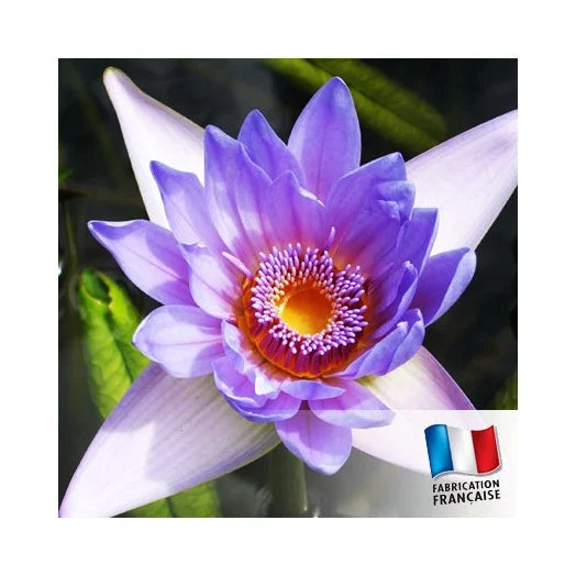 TDB - Fragrance Oil 1oz 法國香薰油 1oz/~29.5ml