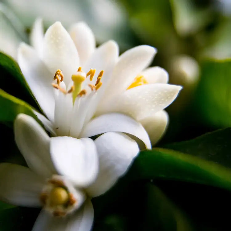 CS - Neroli and White Jasmine 橙花與白茉莉– Candle Element
