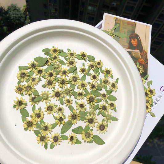 Mini Sunflower 迷你向日葵壓花包 - Ye 黃色 (1-2cm)