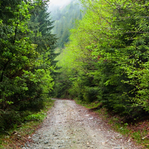 TFC - Woods & Earth 樹木與泥土