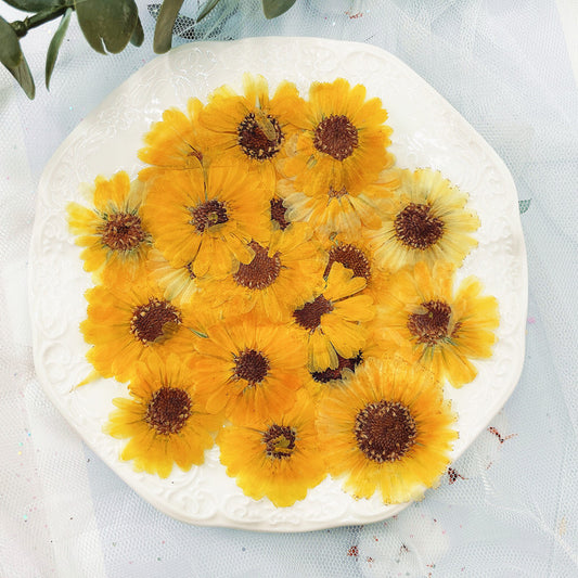 Pressed Calendula 金盞菊壓花包 - GoYe 金黃色色 (3.5-5cm)