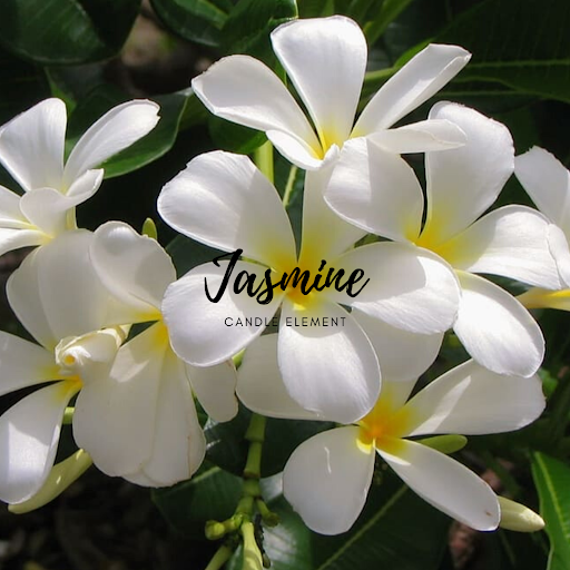 Jasmine 茉莉花