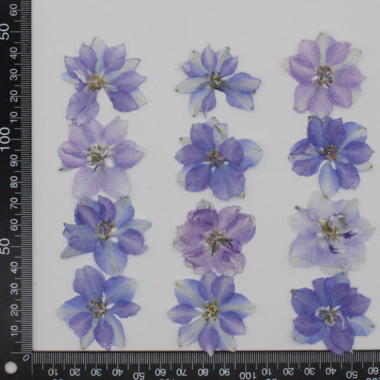 Pressed Delphinium 飛燕花壓花包 - B藍色 (2-4cm)