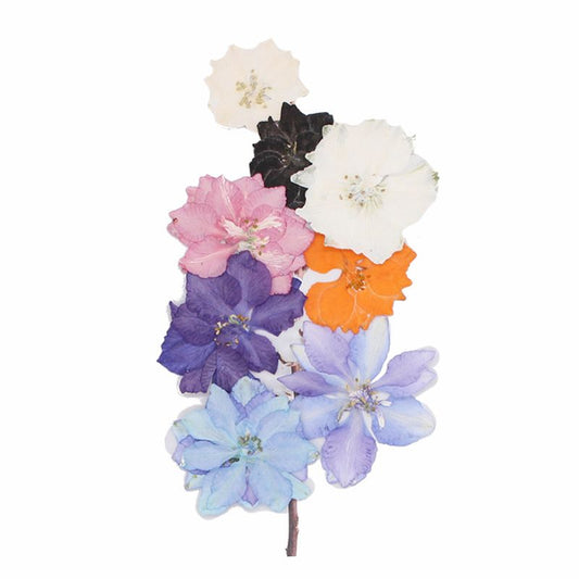 Pressed Delphinium 飛燕花壓花包 - DP深紫色