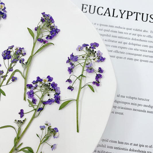 Pressed Sweet Alyssum 香雪球花壓花包 - Purple 紫色 (5-7cm)
