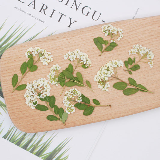 Pressed Spiraea 繡線菊花壓花包 - W白色 (6-7cm)