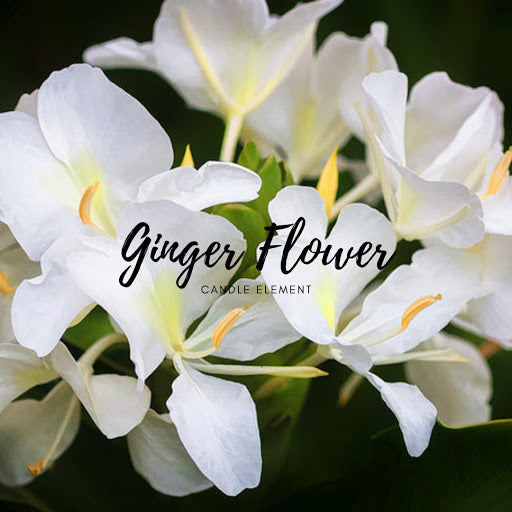 Ginger Flower 薑花