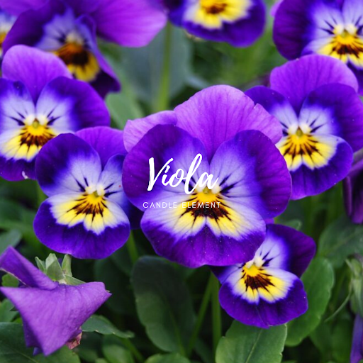 Viola 紫羅蘭