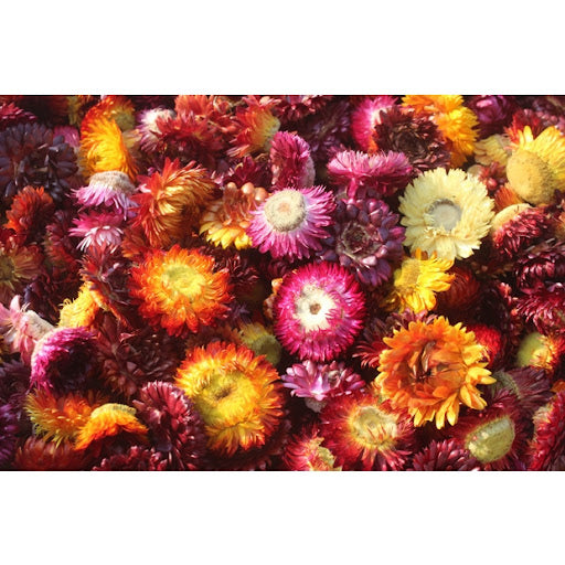 Strawflower 麥桿菊