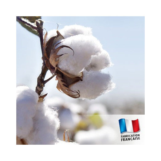 TDB - Cotton Flower cotton