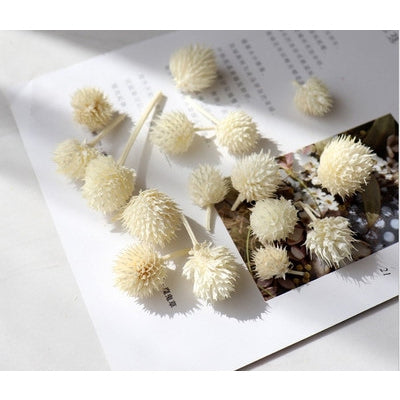 Dried Flower 草莓花乾花 - 米白色 100g