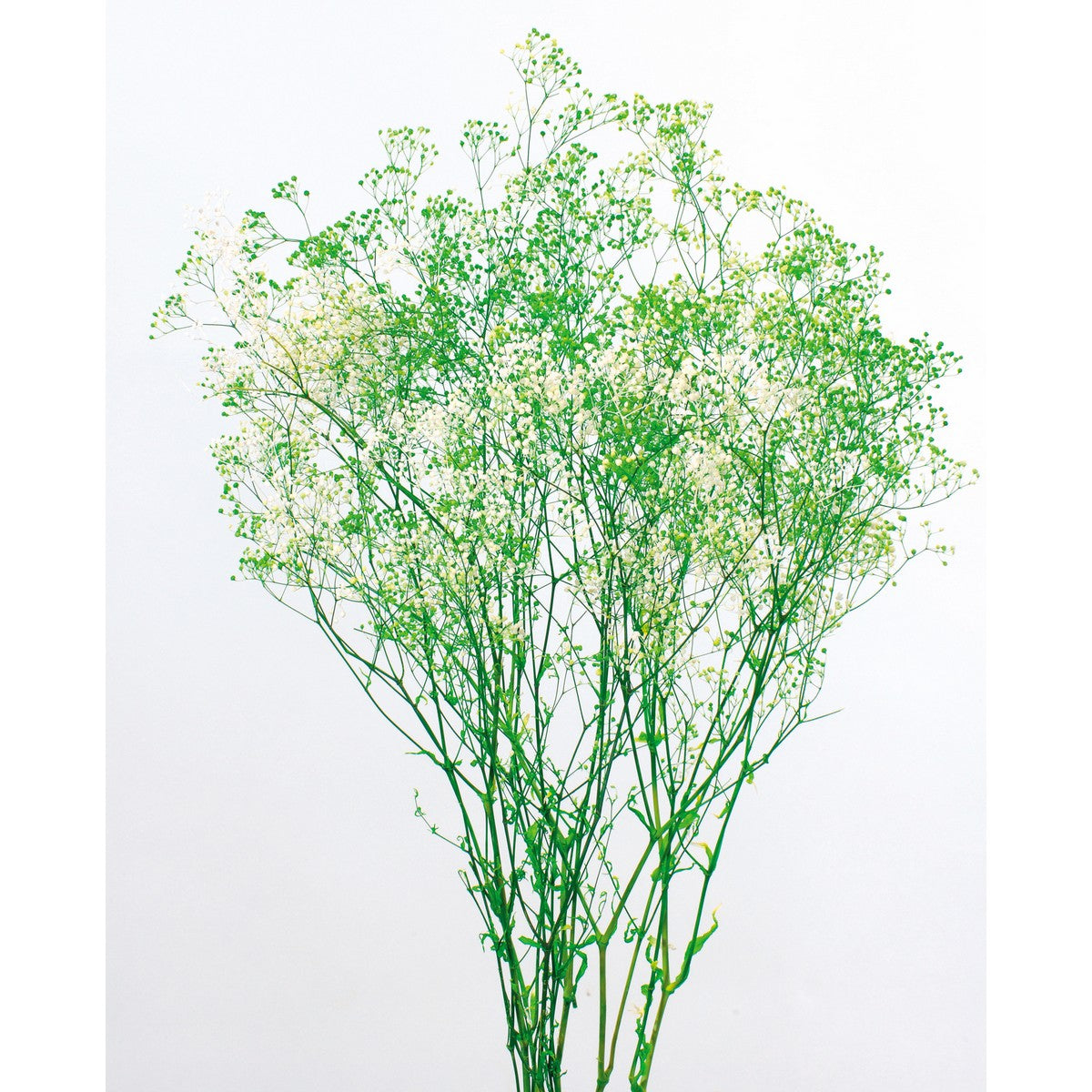 EARTH MATTERS Earth Farm - Mini Kasumi Grass 22g - Green & White ...