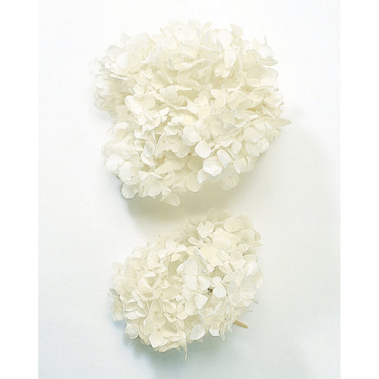 EARTH MATTERS 大地農園 - Preserved Flower 日本永生花(繡球花) - White 白
