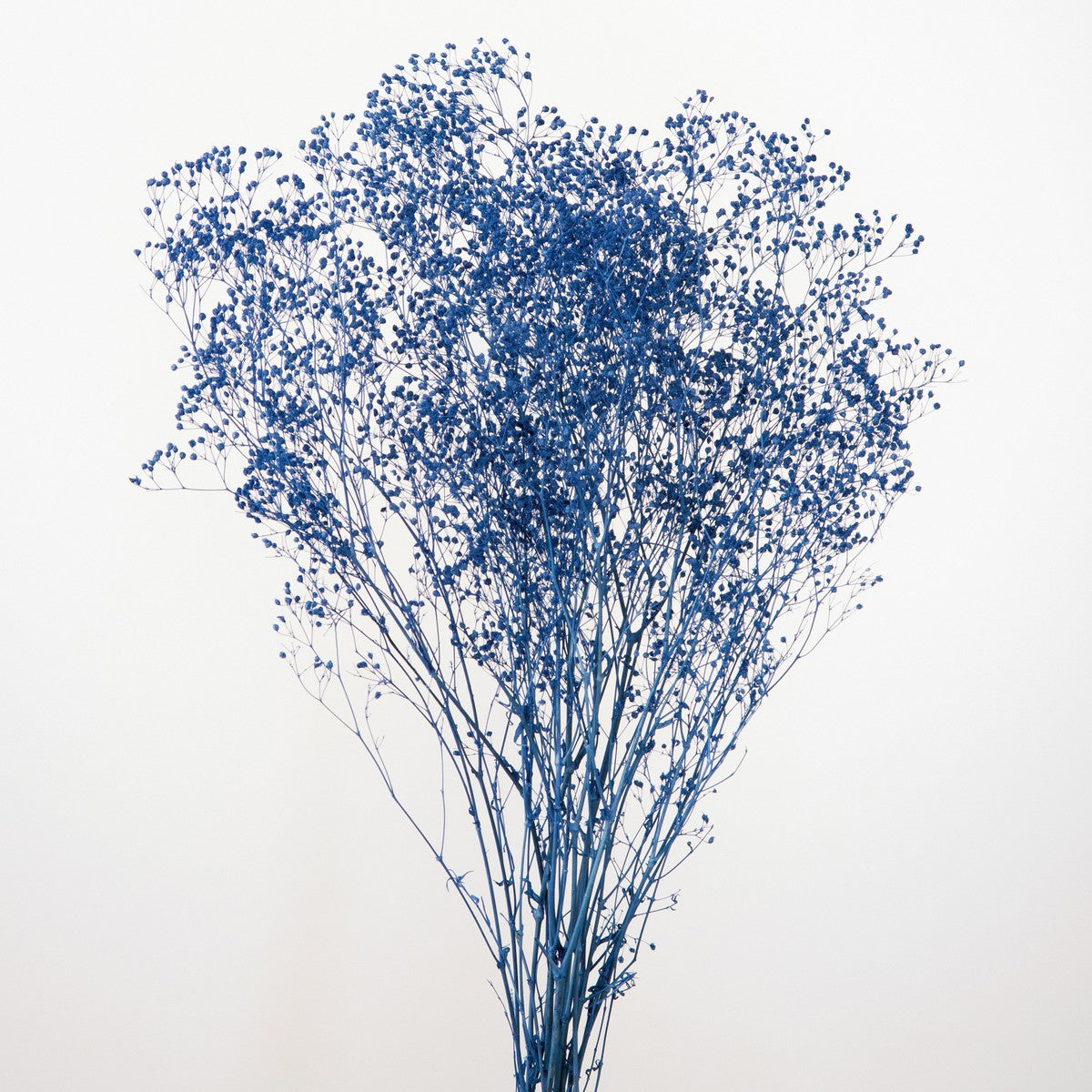 EARTH MATTERS Earth Farm - Mini Kasumi Grass 24g - Cobalt Blue