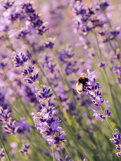 CW - Essential Oil 天然精油 (Pre-order 預訂) 4