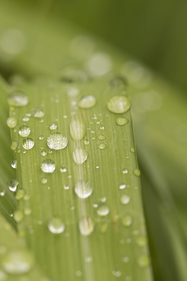 CW - Essential Oil 天然精油 (Pre-order 預訂) 3