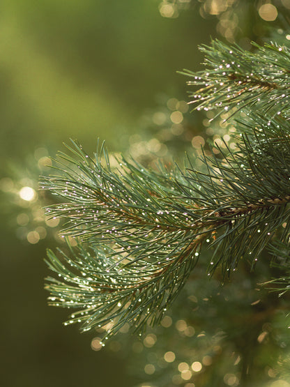 CW - Essential Oil 天然精油 (Pre-order 預訂) 4