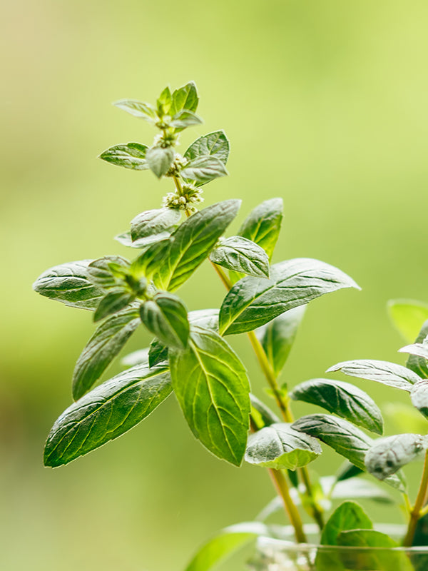 CW - Essential Oil 天然精油 (Pre-order 預訂) 4