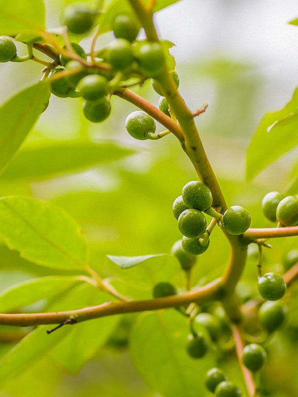 CW - Essential Oil 天然精油 (Pre-order 預訂) 4