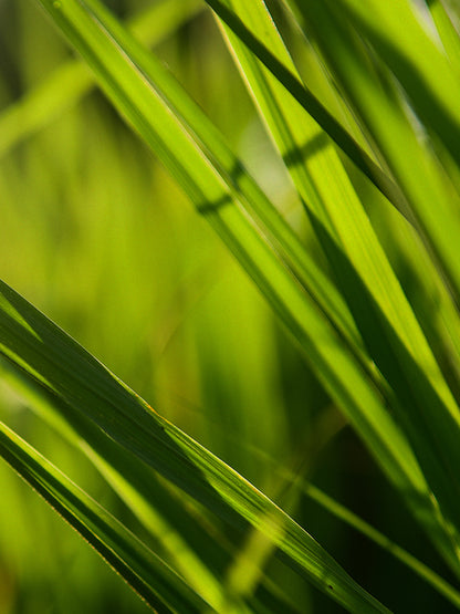 CW - Essential Oil 天然精油 (Pre-order 預訂) 4