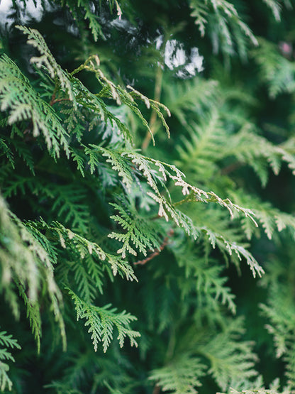 CW - Essential Oil 天然精油 (Pre-order 預訂) 3