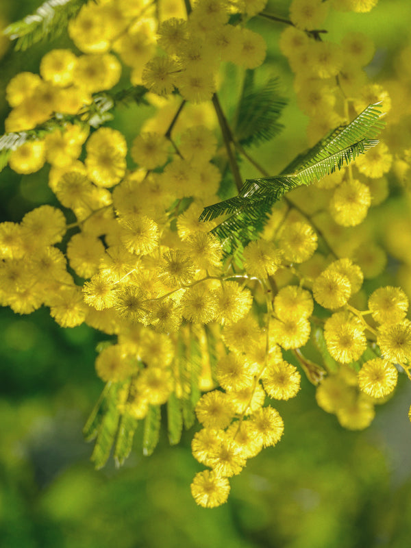 CW - Essential Oil 天然精油 (Pre-order 預訂) 2