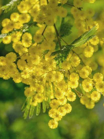 CW - Essential Oil 天然精油 (Pre-order 預訂) 2