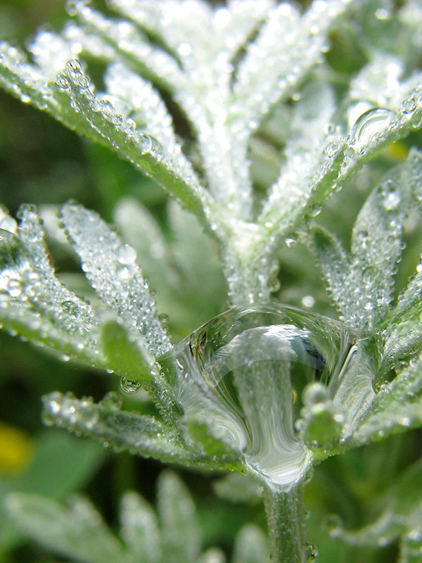 CW - Essential Oil 天然精油 (Pre-order 預訂) 3