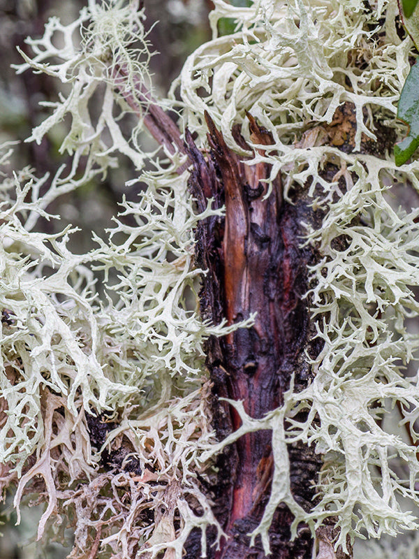 CW - Essential Oil 天然精油 (Pre-order 預訂) 2