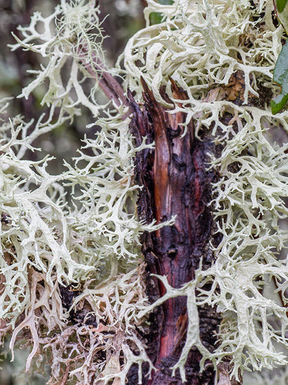 CW - Essential Oil 天然精油 (Pre-order 預訂) 2