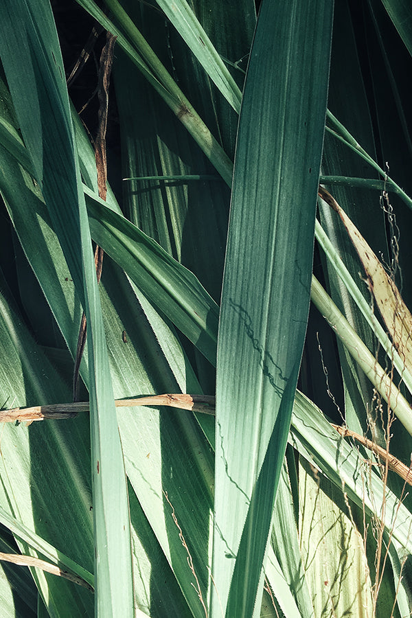 CW - Essential Oil 天然精油 (Pre-order 預訂) 2