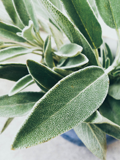 CW - Essential Oil 天然精油 (Pre-order 預訂) 4