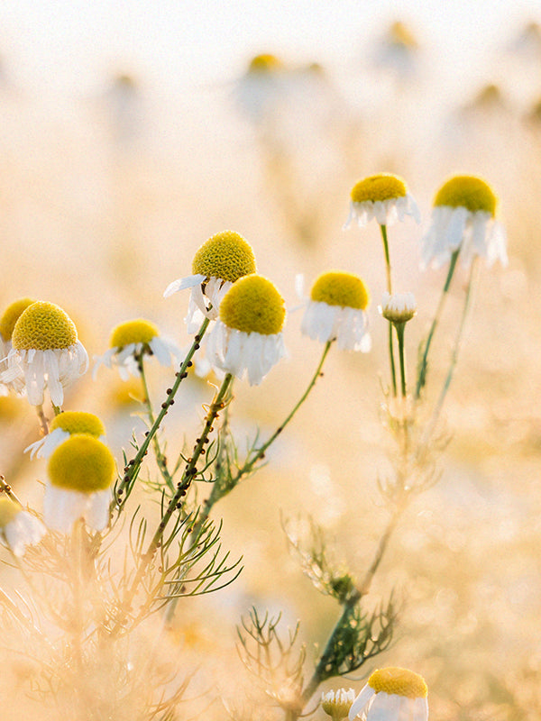 CW - Essential Oil 天然精油 (Pre-order 預訂) 2