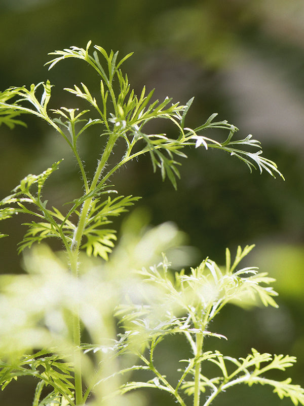 CW - Essential Oil 天然精油 (Pre-order 預訂) 3