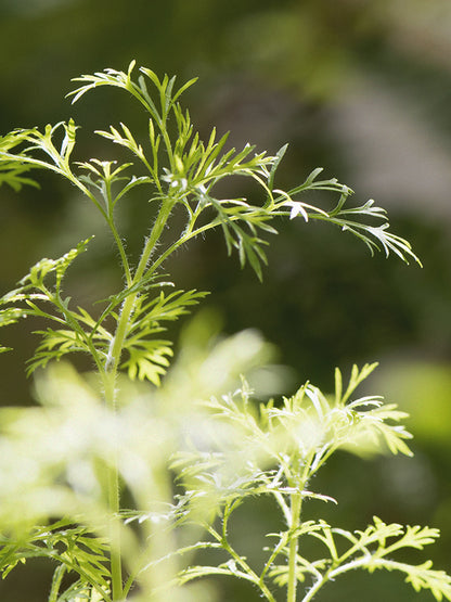 CW - Essential Oil 天然精油 (Pre-order 預訂) 3