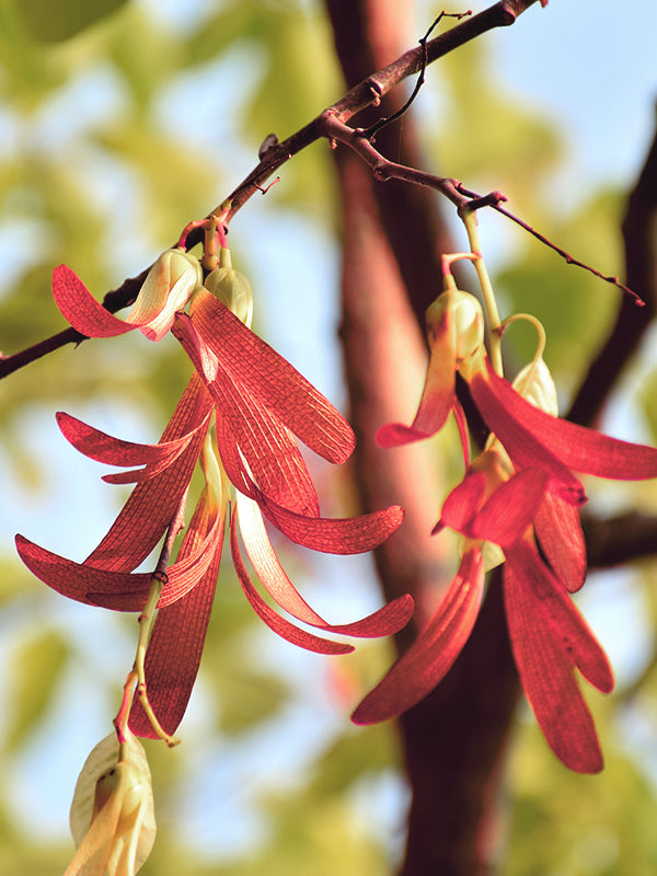 CW - Essential Oil 天然精油 (Pre-order 預訂) 2