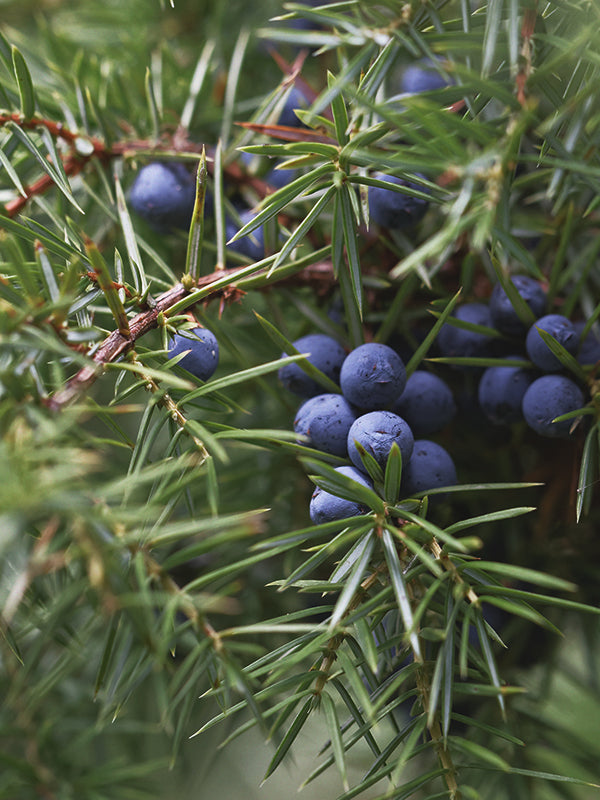 CW - Essential Oil 天然精油 (Pre-order 預訂) 3