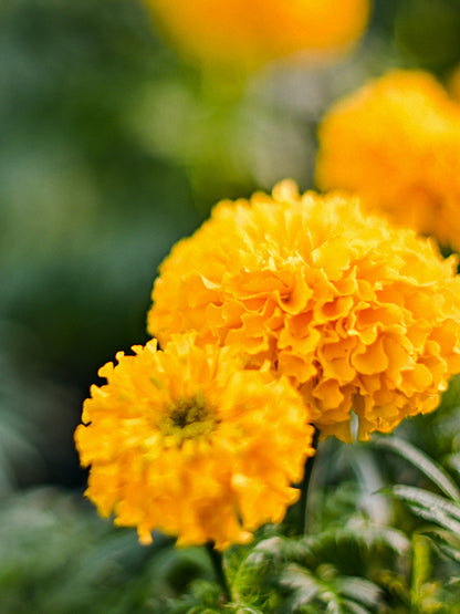 CW - Essential Oil 天然精油 (Pre-order 預訂) 2