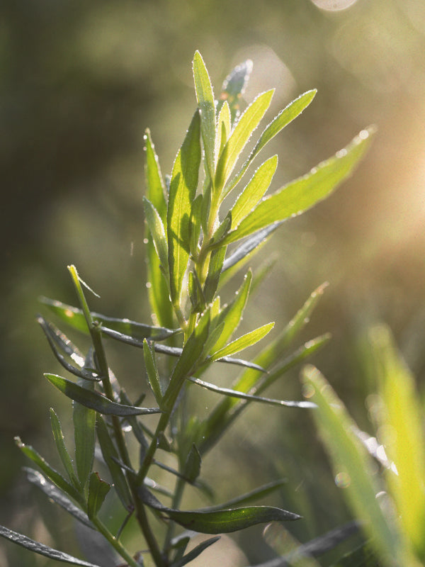 CW - Essential Oil 天然精油 (Pre-order 預訂) 4