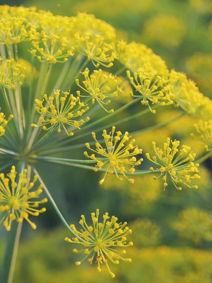 CW - Essential Oil 天然精油 (Pre-order 預訂) 2